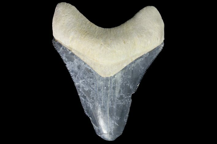 Serrated, Fossil Megalodon Tooth - Bone Valley, Florida #145080